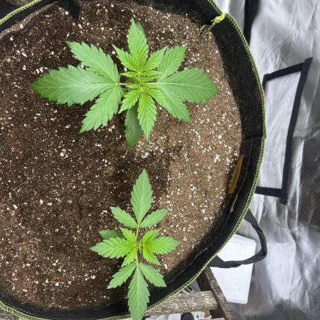Papaya sherbert
