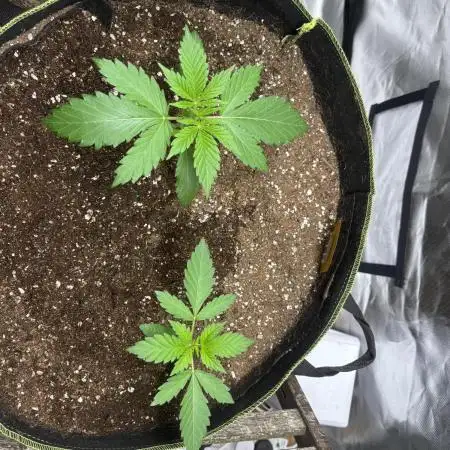Papaya sherbert
