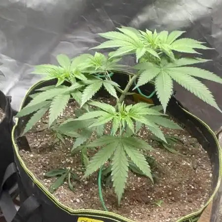 O.G kush