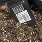 Strawberry gorilla