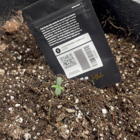 Strawberry gorilla