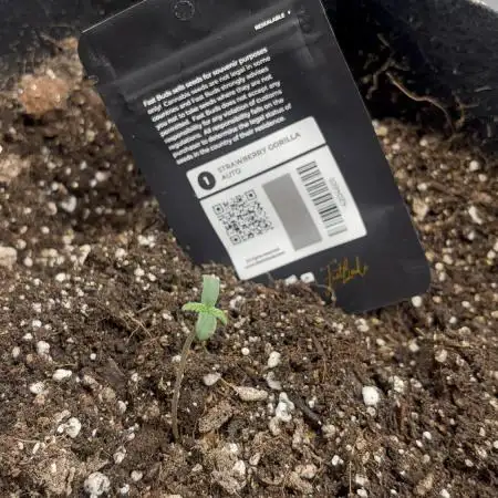 Strawberry gorilla