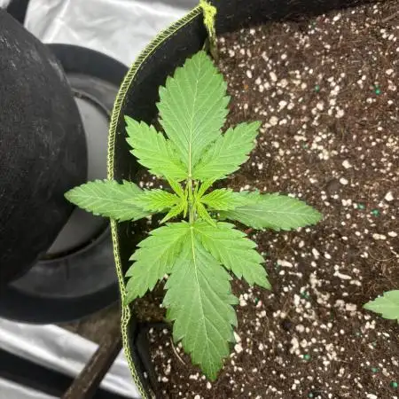 O.G kush