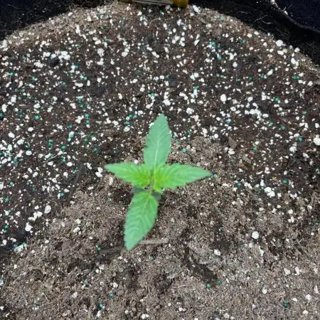 Papaya sherbert