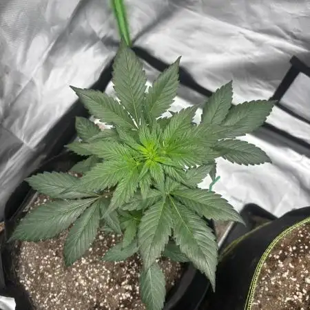 Strawberry gorilla