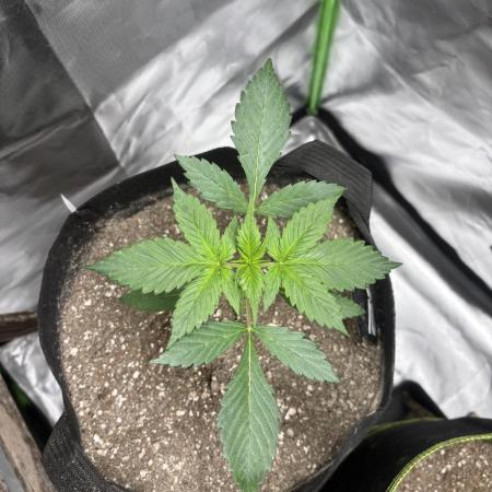 Strawberry gorilla