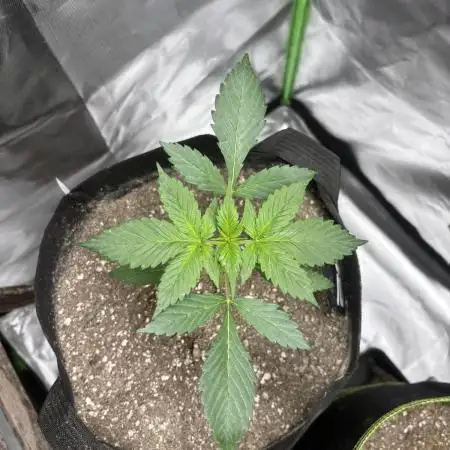 Strawberry gorilla