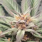 Strawberry gorilla auto