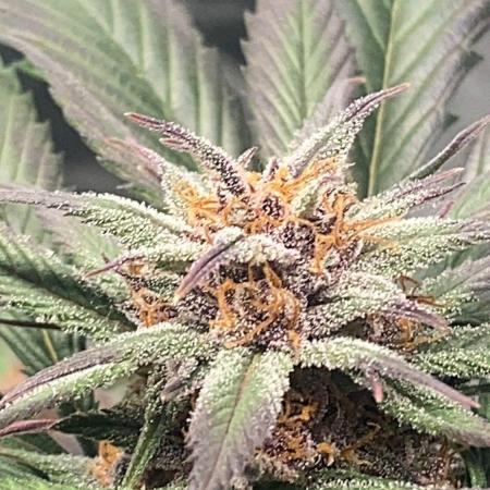 Strawberry gorilla auto