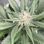 Strawberry gorilla auto