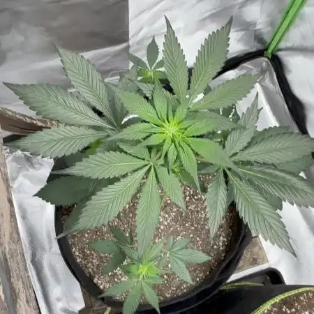 Strawberry gorilla