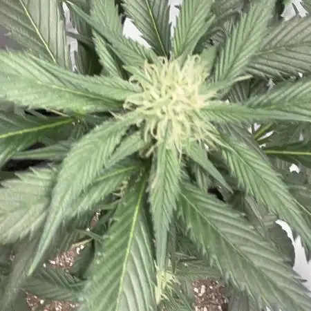 Strawberry gorilla