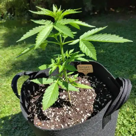 Zamnesia Outdoor Grow 2025