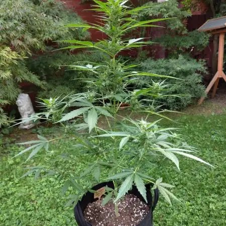 Zamnesia Outdoor Grow 2025