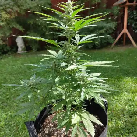 Zamnesia Outdoor Grow 2025