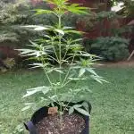 Zamnesia Outdoor Grow 2025