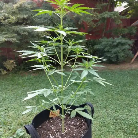 Zamnesia Outdoor Grow 2025