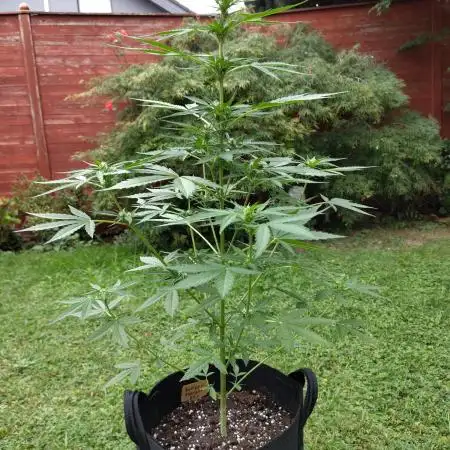 Zamnesia Outdoor Grow 2025