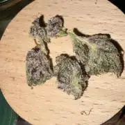Purple Kush