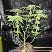 *Bonus* Micro Polar Gelato