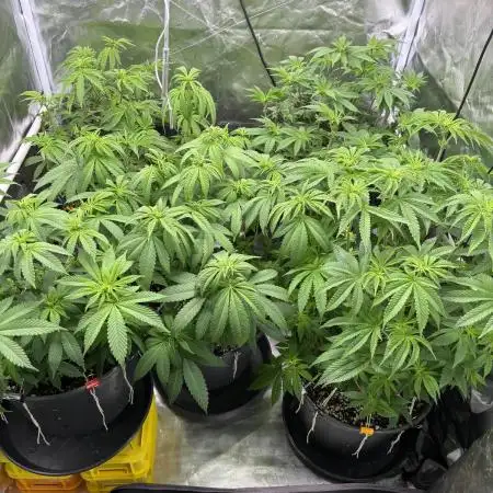 Cocos Grow No 1