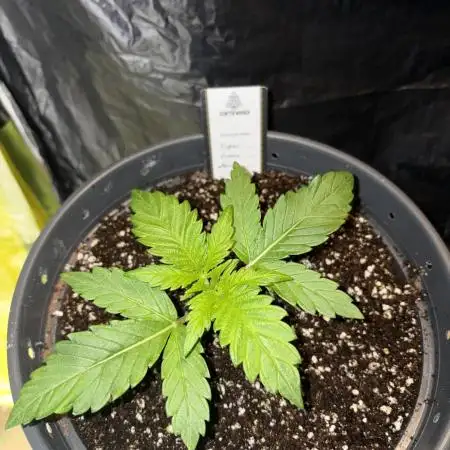 Super Lemon Haze