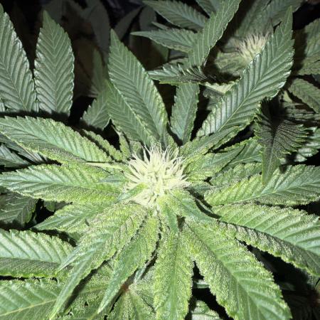 Super Silver Haze