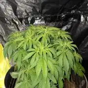 Super Lemon Haze