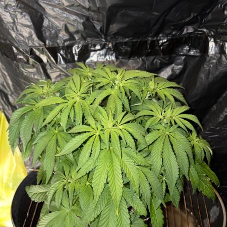 Super Lemon Haze