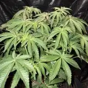 Apple Fritter
