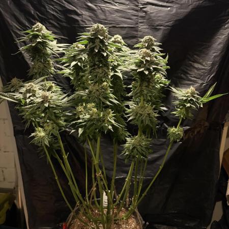 Super Lemon Haze