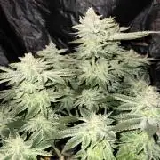 Super Silver Haze