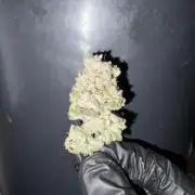 *Bonus* Micro Polar Gelato