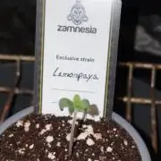 Lemonpaya