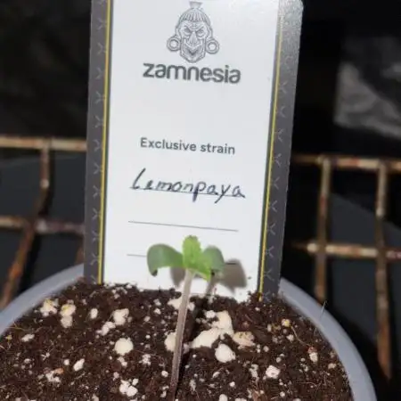 Lemonpaya