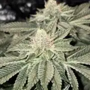 Super Silver Haze
