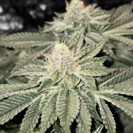 Super Silver Haze