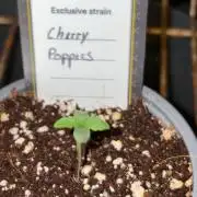 Cherry Poppers