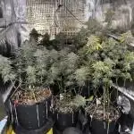 Cocos Grow No 1