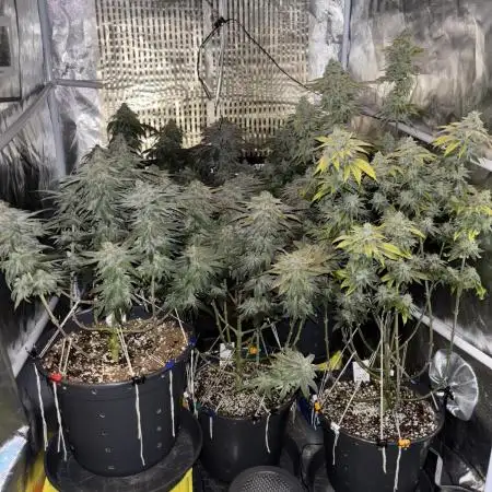 Cocos Grow No 1