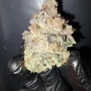 Polar Gelato