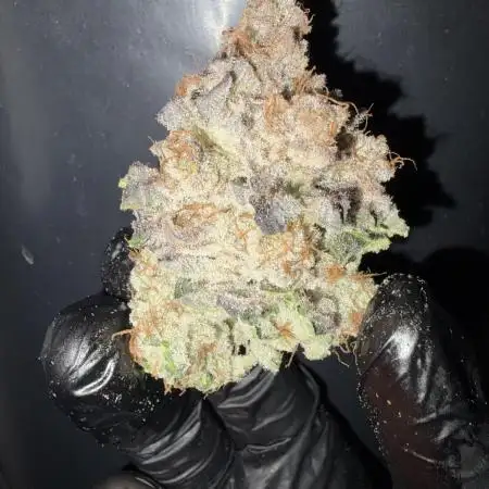 Polar Gelato