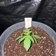 Rainbow Melon