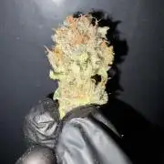 Frozen Black Cherry
