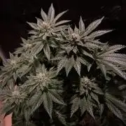 Super Silver Haze