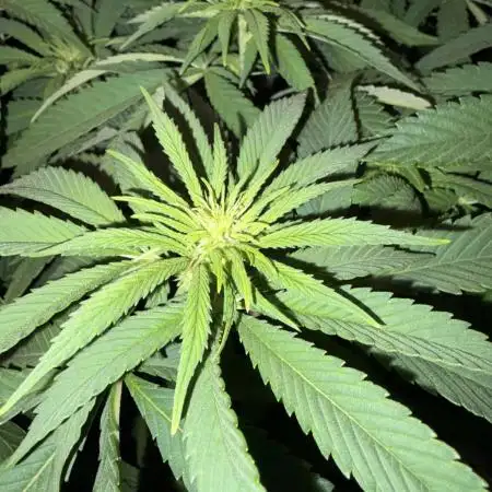 Super Lemon Haze