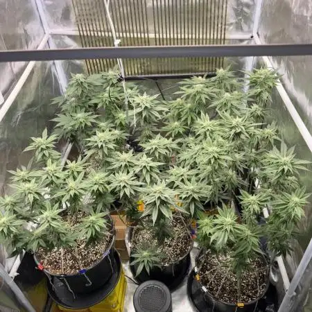 Cocos Grow No 1