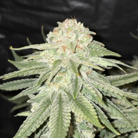 Super Lemon Haze