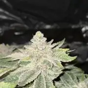 Super Silver Haze