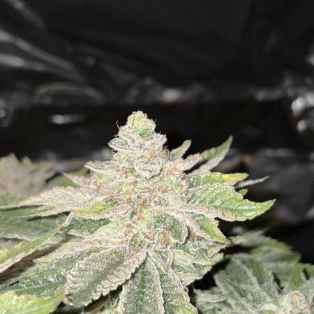 Super Silver Haze